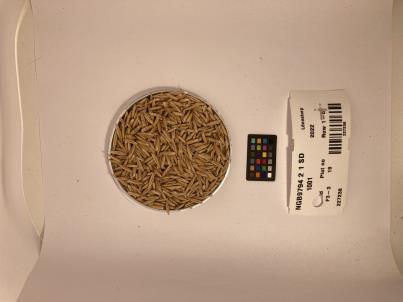 Click for 1 image(s) for this accession. SEED